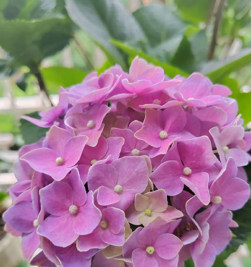 教师节送阿姨什么花？送阿姨花的寓意是什么？