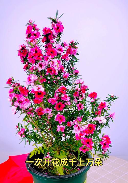 渐变色花朵代表什么？渐变色花的寓意是什么？