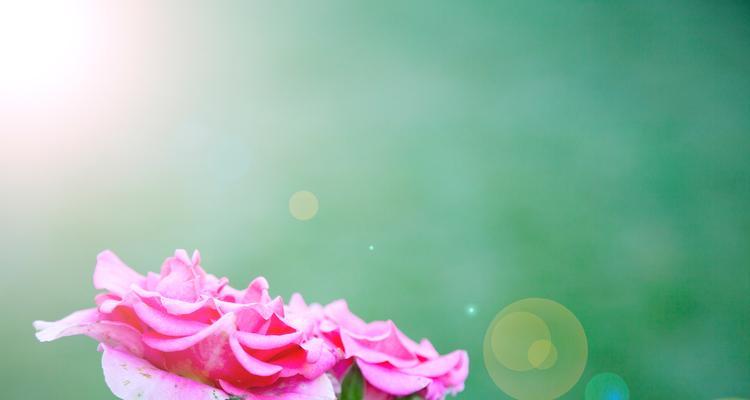 哪种花寓意爱情开花结果？花语中有哪些表达？