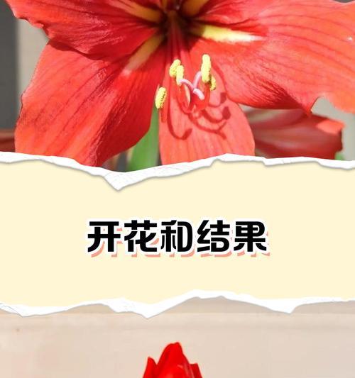 哪种花寓意爱情开花结果？花语中有哪些表达？