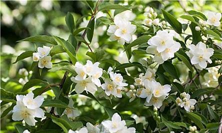 白色茉莉花的寓意和象征是什么？白色茉莉花代表什么？
