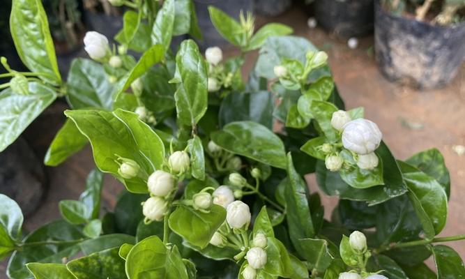 白色茉莉花的寓意和象征是什么？白色茉莉花代表什么？