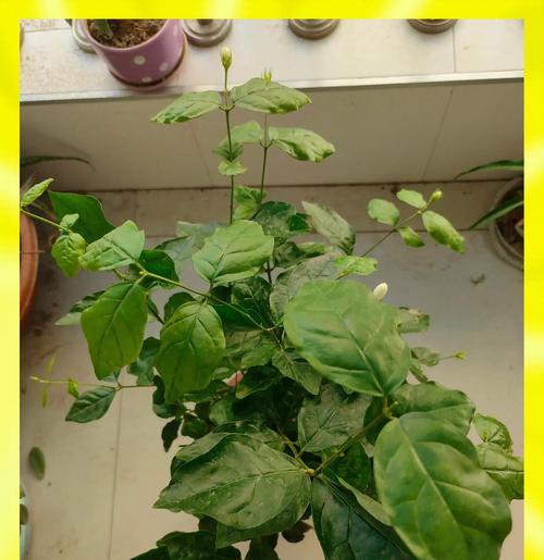 白色茉莉花的寓意和象征是什么？白色茉莉花代表什么？