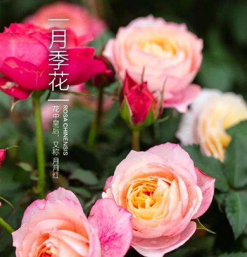 每个颜色的花都有什么含义？