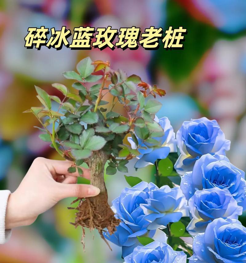 蓝颜色的玫瑰花寓意是什么？蓝色玫瑰的独特花语有哪些？