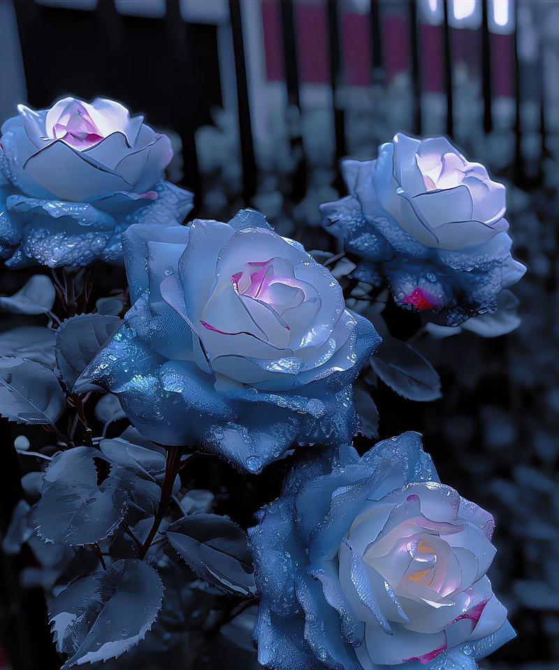蓝颜色的玫瑰花寓意是什么？蓝色玫瑰的独特花语有哪些？