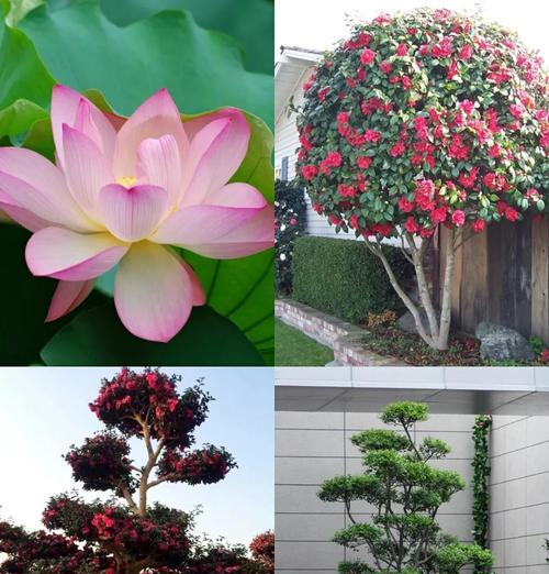 花的和谐象征代表什么？
