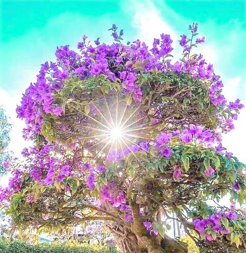 哪种花寓意吉祥宝塔的意思？