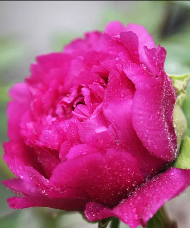 哪些大型花材象征希望和富贵？它们的花语是什么？
