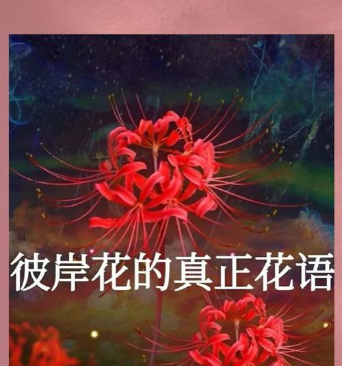 哪些大型花材象征希望和富贵？它们的花语是什么？