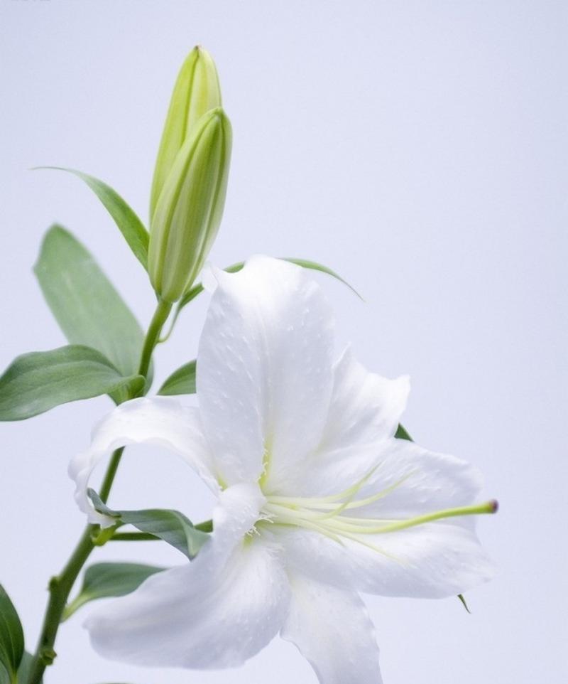 哪种白色花朵代表美好纯洁？