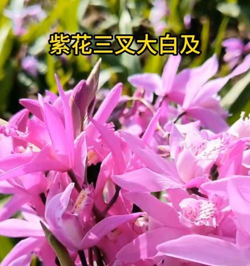 紫白色花朵寓意着什么？它们在花语中代表什么？