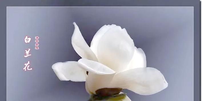 象征友谊的白色花有哪些？白色花卉中哪些代表友情？