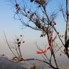 哪种花象征节能减排？节能减排的花卉是什么？