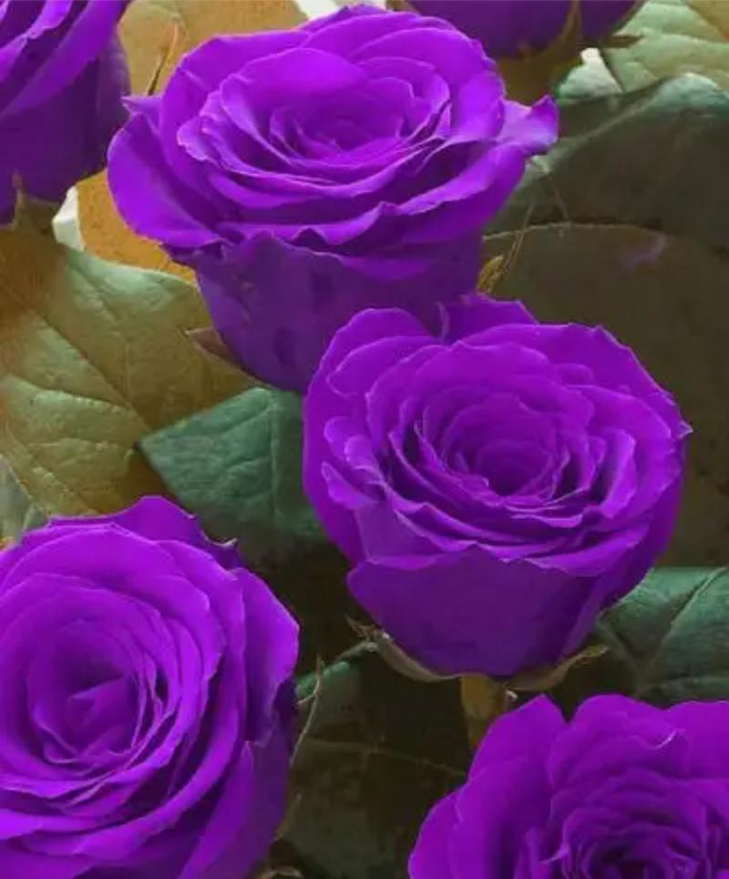 紫色的花象征着什么？它们的寓意是什么？