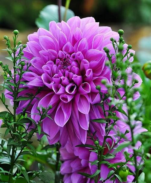紫色的花象征着什么？它们的寓意是什么？