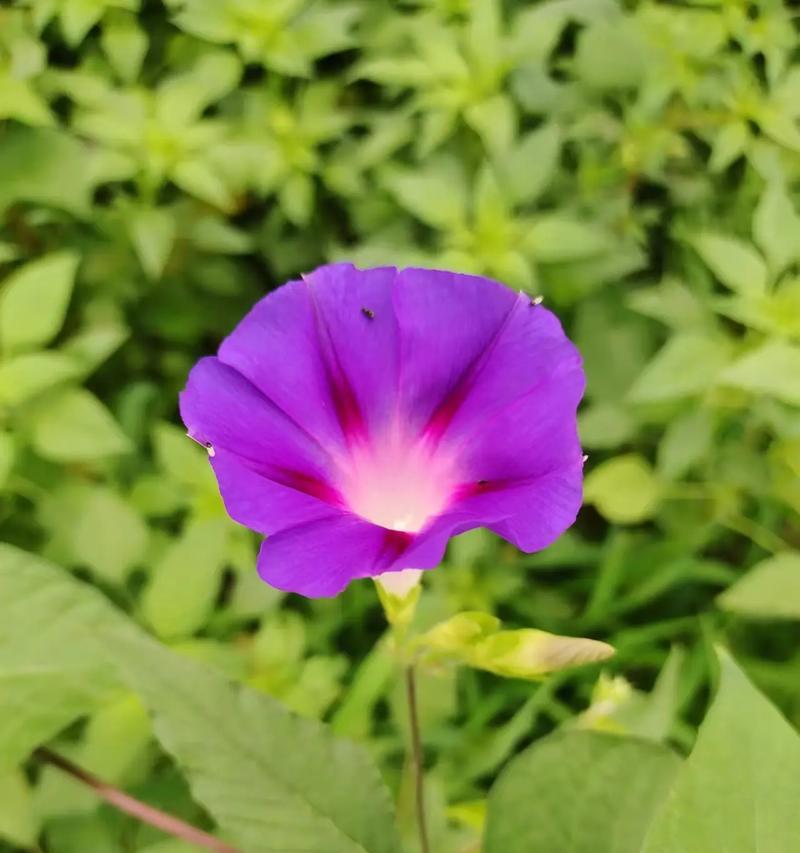 紫色的花象征着什么？它们的寓意是什么？