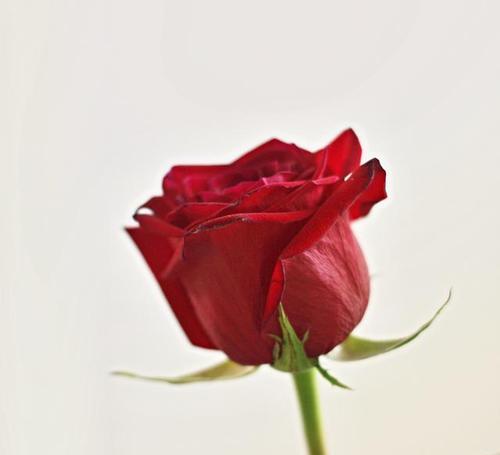 红色花象征友谊吗？哪些红色花代表友谊？