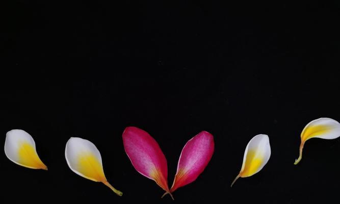 暖色花语335是什么意思？如何正确理解？