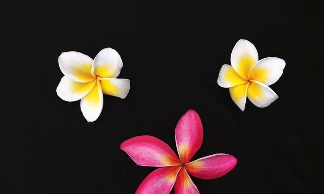 暖色花语335是什么意思？如何正确理解？