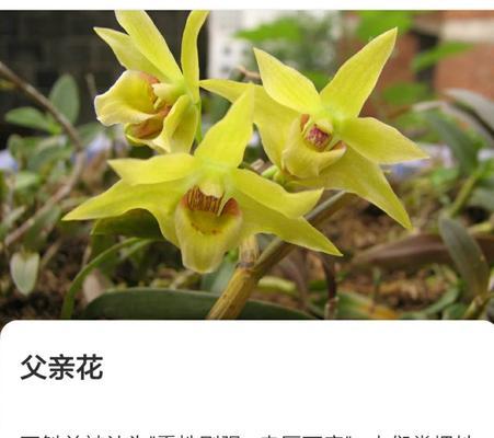 哪种花寓意快乐？送给爸爸的快乐之花是什么？