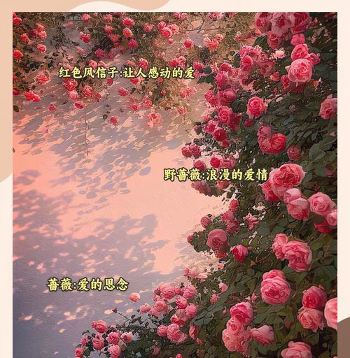 漫色花语是什么？如何用花语表达情感？