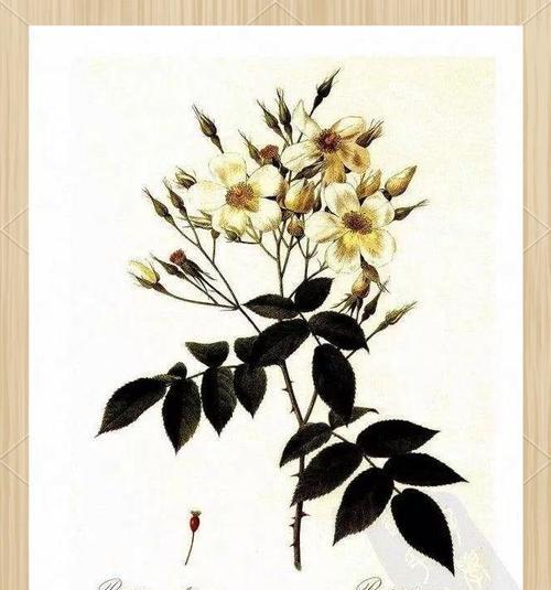 漫色花语是什么？如何用花语表达情感？