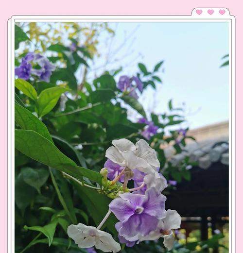 哪些花是爱情的标志？它们的花语是什么？
