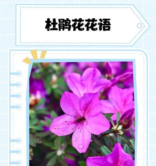 哪些花是爱情的标志？它们的花语是什么？