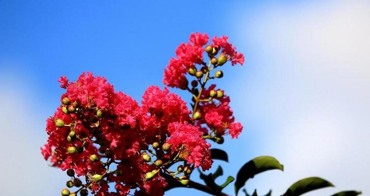 哪种花象征红色主义思想？它的历史背景是什么？