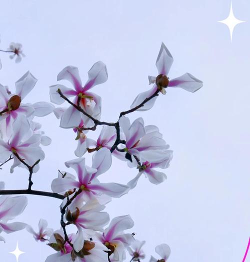 哪些花象征神圣爱情？它们的寓意有哪些？