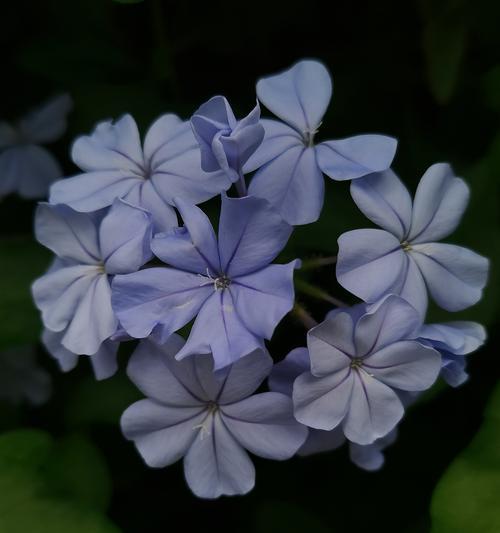 七朵蓝白色玫瑰花的寓意是什么？蓝白色玫瑰组合的花语有哪些？