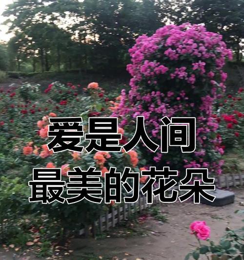 送什么花能表达身体安康的祝福？