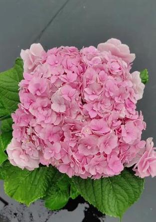 粉色绣球花的寓意是什么？它象征着什么？