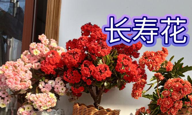 红色长寿花代表什么？