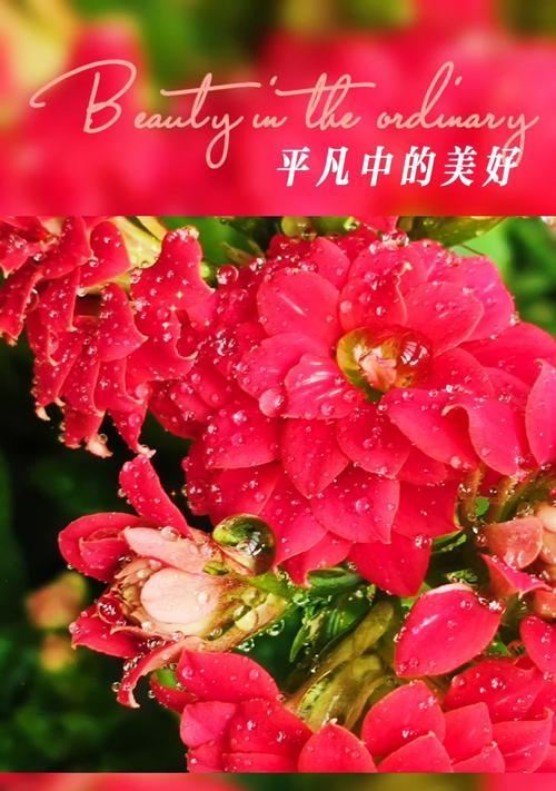 红色长寿花代表什么？