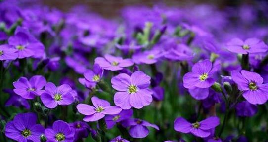 紫色花象征什么浪漫？浪漫的紫色花有哪些寓意？