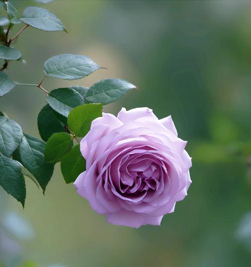 紫色花象征什么浪漫？浪漫的紫色花有哪些寓意？
