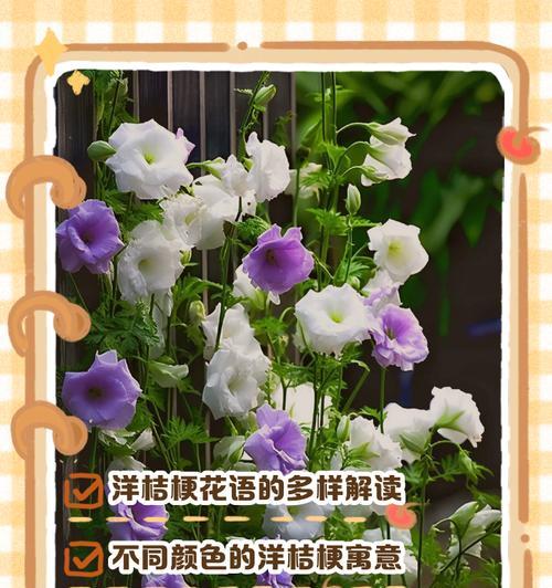 桔梗花寓意的故事和传说是什么？