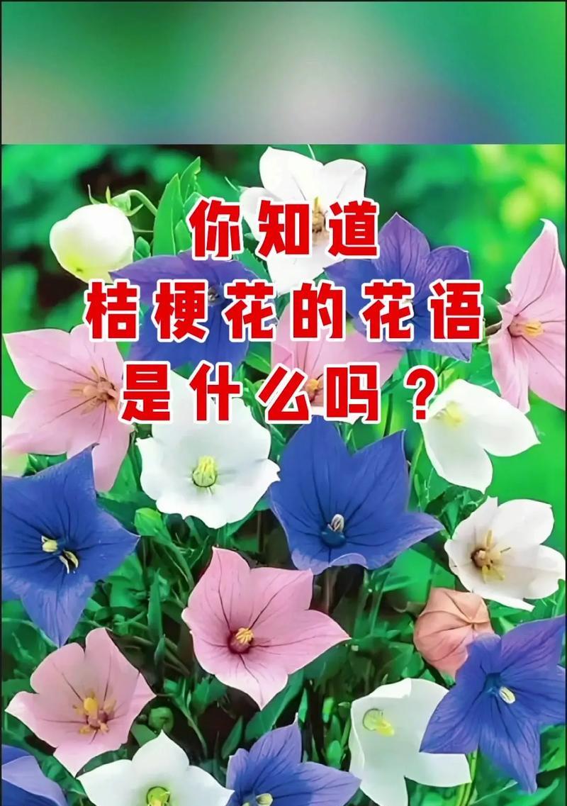 桔梗花寓意的故事和传说是什么？