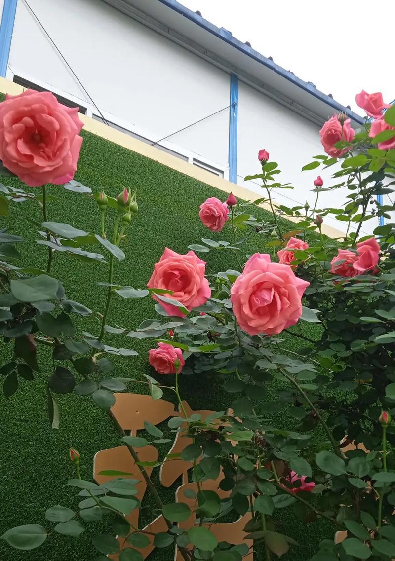 冬奥奖杯手捧花代表什么？冬奥奖杯手捧花的象征意义。992