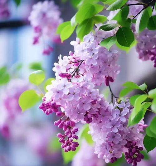 冬奥奖杯手捧花代表什么？冬奥奖杯手捧花的象征意义。992
