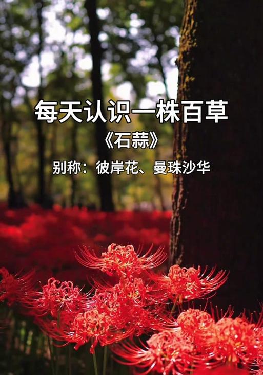 红色曼陀罗花代表什么意义？