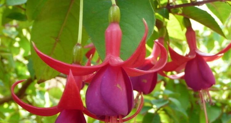 红色曼陀罗花代表什么意义？
