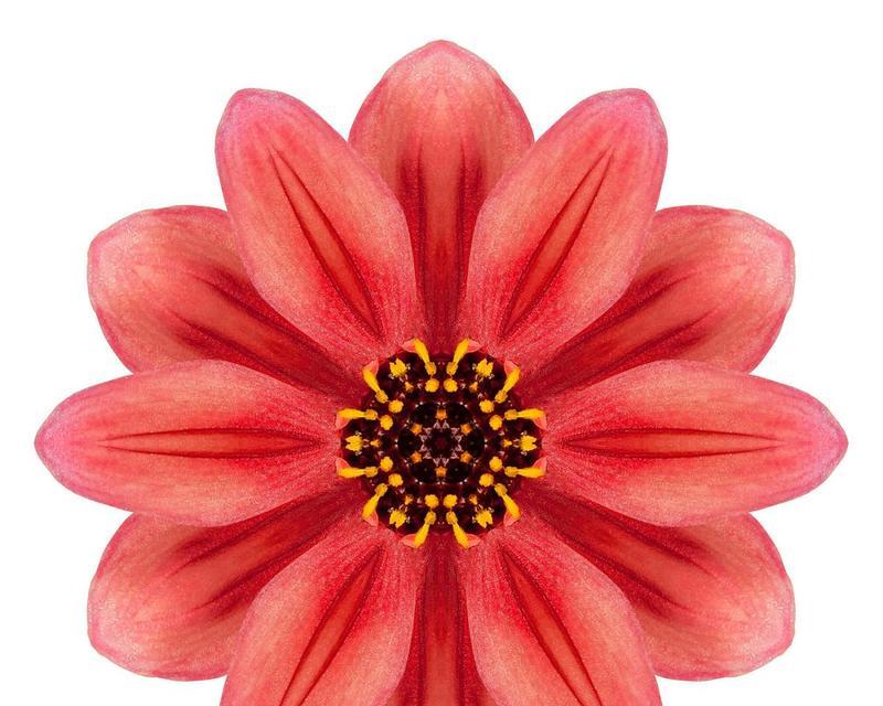 红色曼陀罗花代表什么意义？