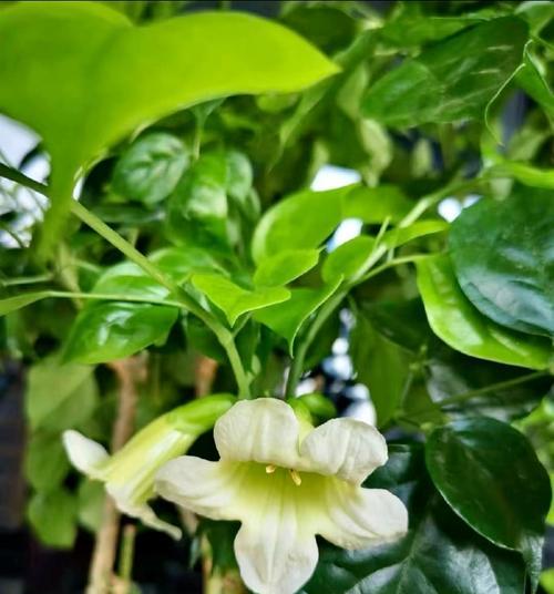 送绿色花有何意义和象征？