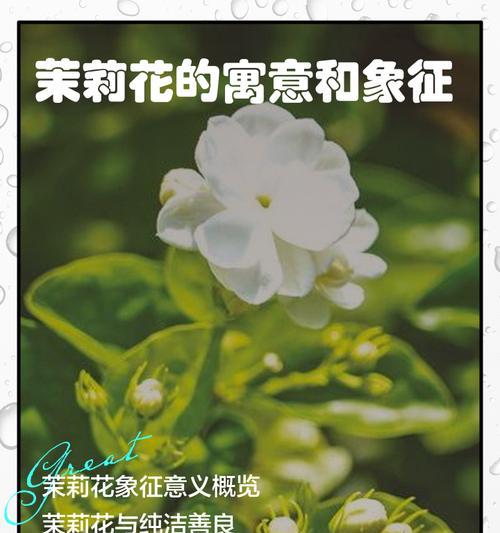送绿色花有何意义和象征？