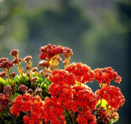 什么花代表健康长寿？如何用花表达长寿祝福？