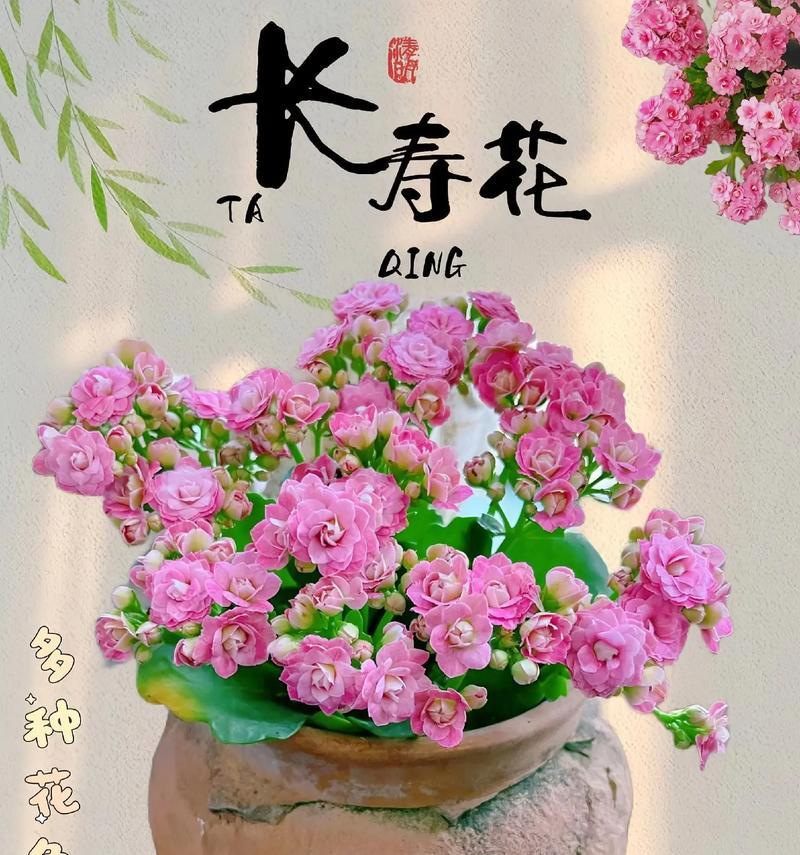 什么花代表健康长寿？如何用花表达长寿祝福？