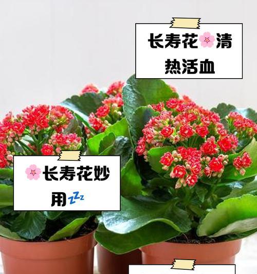 圣诞伽蓝菜和长寿花有什么寓意？它们的花语是什么？